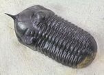 Morocconites Trilobite - Clear Eye Facets #64915-5